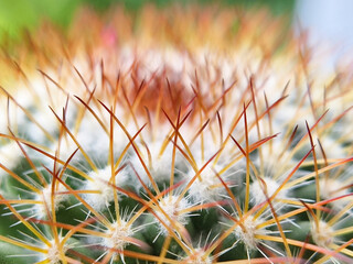 Close-up of golden spikes and white wool on a blurred cactus surface