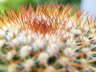 Close-up of golden spikes and white wool on a blurred cactus surface