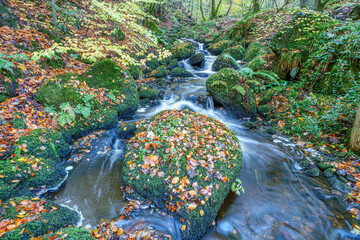 Calm Autumn Day on the Waterside Trails at Felbrigg Great Wood, Norfolk