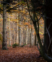 Peaceful Autumn Walk in Felbrigg Great Wood, Norfolk