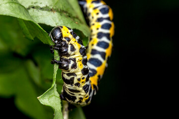 yellow and white caterpillar on a dark background. colorful detailed macro photo of an insect in the wild. close-up. space for text. screensaver. bokeh