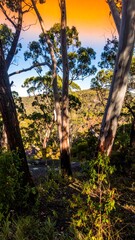 Sunlit trees frame warm hillside overlook at dusk!