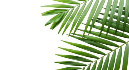 Close up of vibrant green palm fronds with detailed leaves against a dark background isolated on transparent background