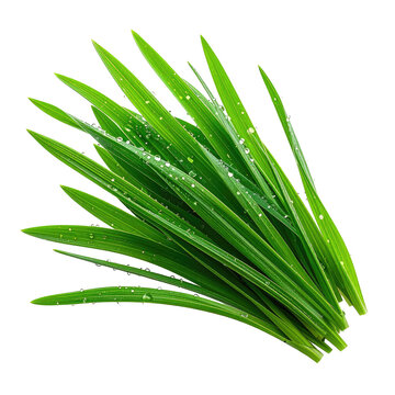 Fresh, green grass blades with water droplets, against a black backdrop