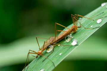 huge karamora mosquitoes on a blurred green background. colorful detailed macro photo of an insect. screensaver. wildlife. close-up. text space.