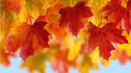 Fototapeta premium In a peaceful garden, red maple trees display their stunning autumn leaves