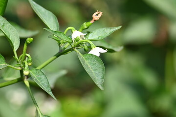 Chili plant flower. white, star-shaped flower and several unripe green chili peppers fruits and buds, surrounded by green leaves.