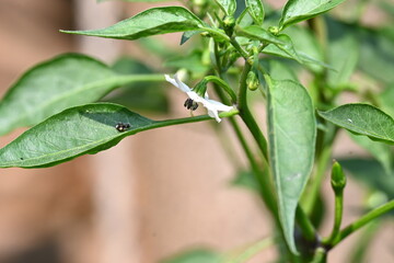 Chili plant flower. white, star-shaped flower and several unripe green chili peppers fruits and buds, surrounded by green leaves.