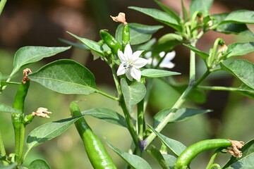 Chili plant flower. white, star-shaped flower and several unripe green chili peppers fruits and buds, surrounded by green leaves.