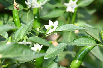 Chili plant flower. white, star-shaped flower and several unripe green chili peppers fruits and buds, surrounded by green leaves.