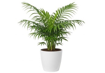 Obraz premium Lush green areca palm plant in a modern white pot