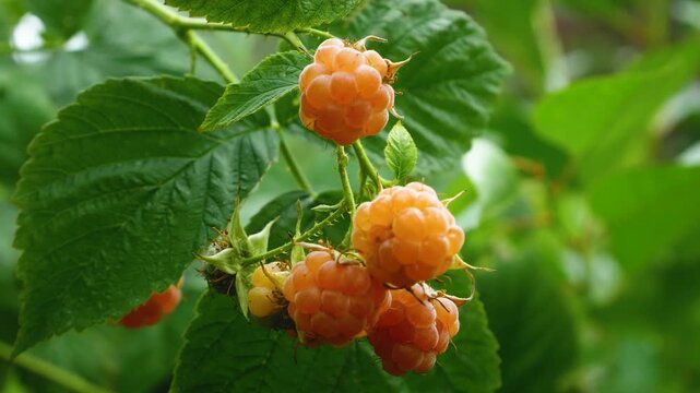 Ripe yellow raspberries on a bush in the garden. Growing berries, raspberries. Organic raspberries. Raspberries as a sweet natural vitamin dessert in a healthy diet.