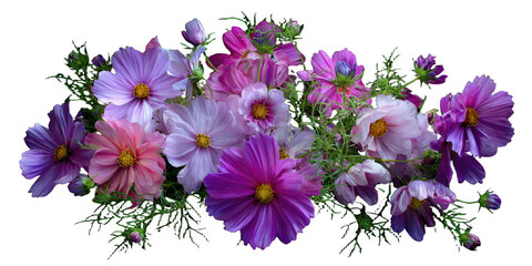 A vibrant cluster of cosmos flowers displaying various shades of pink, purple, and white with delicate petals and lush green foliage