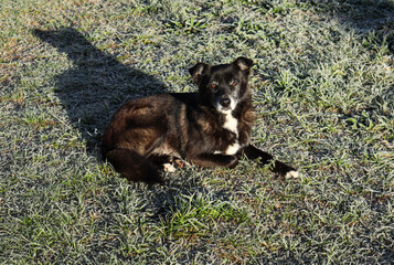 A black dog with a sad look lies on the frosty grass