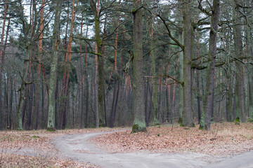 small path in autumn forest. old crooked trees. hike in park. Forest hike in woods on small path. Autumn fall nature landscape. a quiet, peaceful place in the fresh air. mushroom season