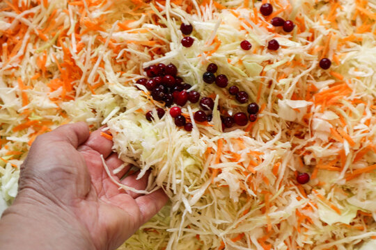 Cranberries among cabbage ready for pickling, on a woman's hand
