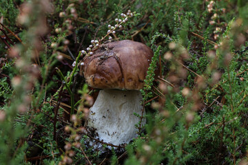A young boletus mushroom among heather branches in a forest clearing
