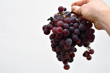 A hand gently holds a bunch of dark-purple grapes against a white background. The grapes appear ripe and juicy. farmer harvesting, wine industry. ripe berry picking season. close-up, space for text