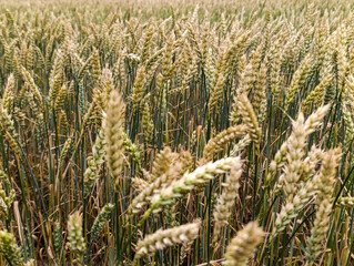 Green ears of wheat in a vast field on a summer day