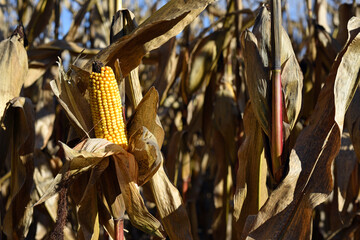 ears of corn and dry leaves close-up. picture of corn cob. concept of good harvest, yellow corn...