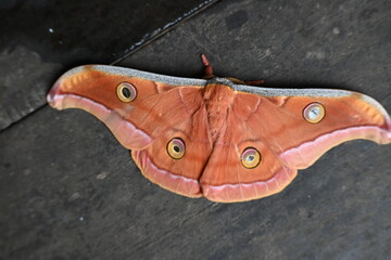 Antheraea yamamai moth. Its Common names  Japanese silk moths and Japanese oak silkmoth. This ...