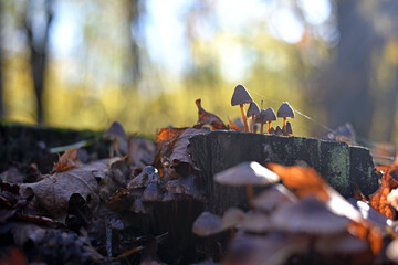 toadstool mushrooms. Old mossy tree stump in the forest and a family of mushrooms on it. The beauty of nature, poisonous mushrooms, macrocosm, close-up. Mushroom season, autumn forest