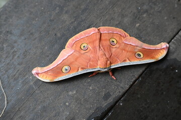 Antheraea yamamai moth. Its Common names  Japanese silk moths and Japanese oak silkmoth. This ...