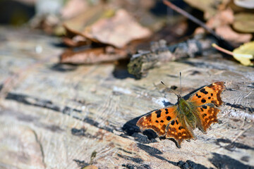 Araschnia levana, map butterfly, on a sunny spring day. Butterfly isolated on a natural background, macro photography. Spring or autumn season. insect in its natural habitat. close-up
