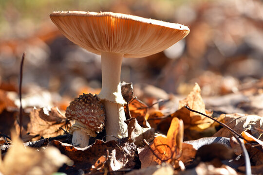 fly agaric mushroom close-up, growing to the forest. Red mushroom among autumn leaves. Mushroom picking season. Hiking in the autumn forest. Selective focus, macro photography, beauty of nature. - Powered by Adobe