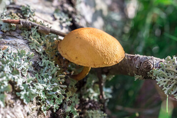 poisonous mushroom galerina. on a blurred background. colorful macro photography of mushrooms. wildlife. beauty of the wild. close-up. free space. space for text. screensaver.