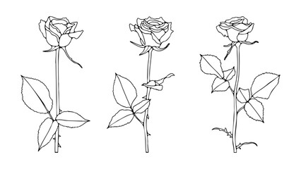 Hand drawn rose flowers sketch isolated on white background. Thin lines floral illustration