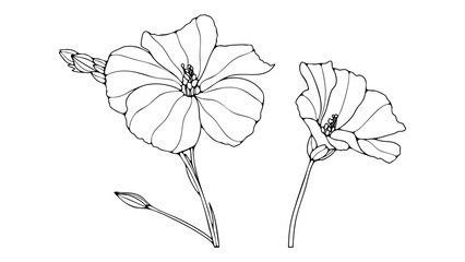 Hand drawn outline or sketch of a flax flower isolated on a white background. Floral illustration for coloring or publications.