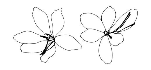 Black outline of crocus flowers isolated on white background. Hand drawn sketch of crocus flowers
