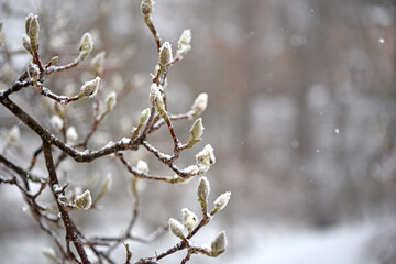 magnolia buds in ice. magnolia branch in early spring, close-up. Magnolia buds after the first snow. isolated on natural blurred background, cold time. macro photo, beauty of nature. frozen magnolia