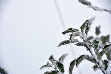 leaf on a branch in frost needles. Morning frost. Rime. Late fall, first frost, on a tree branch. winter background. leaves are covered with white frost. low temperature. beauty of nature. season