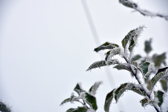 leaf on a branch in frost needles. Morning frost. Rime. Late fall, first frost, on a tree branch. winter background. leaves are covered with white frost. low temperature. beauty of nature. season - Powered by Adobe