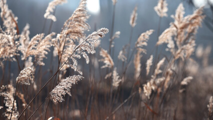 Phragmites australis. Pampas grass sways in the wind. Detail of flowering reed and grass plants. Reed-covered shore. Marshy area. Autumn season. Close-up nature, plant by the river.