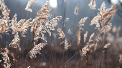 Fotobehang Donkergrijs Phragmites australis. Pampas grass sways in the wind. Detail of flowering reed and grass plants. Reed-covered shore. Marshy area. Autumn season. Close-up nature, plant by the river.  © Oleksandr Filatov
