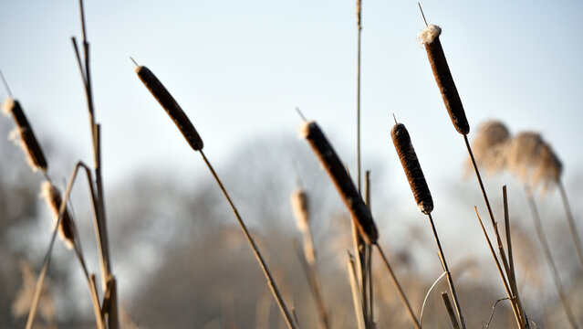 Typha close-up. Phragmites australis. photo with dry Reeds, Typha Latifolia, also called bulrush, reedmace, cattail or corn dog grass, on the shore of the frozen lake. autumn season. winter time