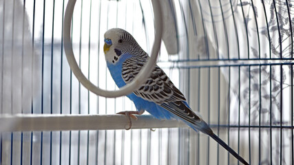 Budgie. Parrot. blue budgerigar sits in a cage. Domestic bird. Budgerigar in a birdcage. blue color of feathers, focus, close-up. small domestic bird. beak of a parrot.