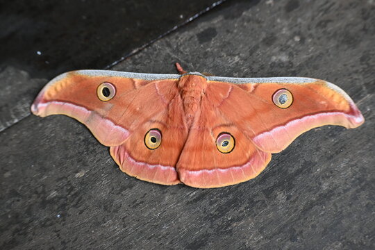Antheraea yamamai moth. Its Common names &nbsp;Japanese silk moths&nbsp;and Japanese oak silkmoth. This&nbsp; is a&nbsp;moth&nbsp;of the family&nbsp;Saturniidae. It is endemic to east Asia.
