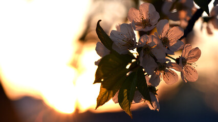 white flowers in the rays of the setting sun, evening time. cherry blossom tree in garden spring. lush flowering, on a branch. flowering season. fruit tree, gardening. close-up, macro photo