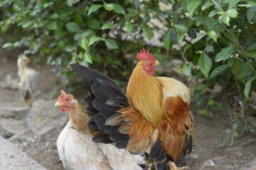 Bantam Rooster and Hen Resting Against Green Foliage