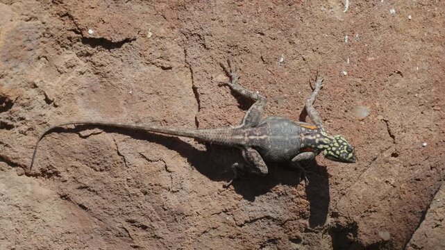 an overhead shot of a female namib rock agama lizard at twyfelfontein in namibia