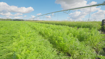 Vast, Expansive Green Fields Featuring an Advanced Irrigation System Beneath a Bright Sky