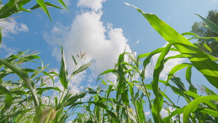 A Beautiful Sunny Day in a Cornfield Under a Bright Blue Sky Accompanied by Soft Clouds