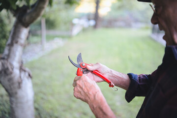 Senior man working in his garden, holding red pruning shears while tending to a fruit tree, enjoying active retirement and maintaining his outdoor space on a warm day
