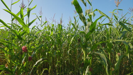 A cornfield under a blue sky creates a serene rural landscape, showcasing natures beauty
