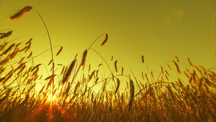 The beautiful scene of a Golden Wheat Field at Sunrise is truly breathtaking and serene