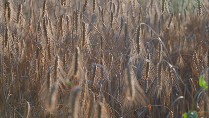 Golden Fields of Grain A True Representation of Natures Abundant and Rich Bounty